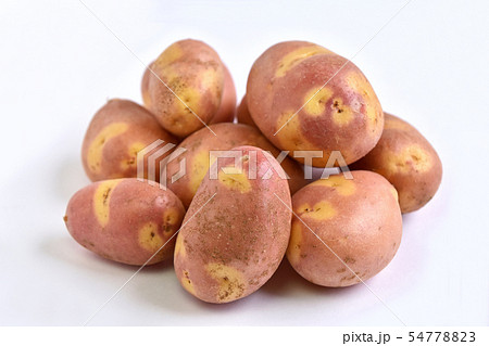 ジャガイモ(インカのひとみ) ジャガイモ(インカのひとみ) 54778823