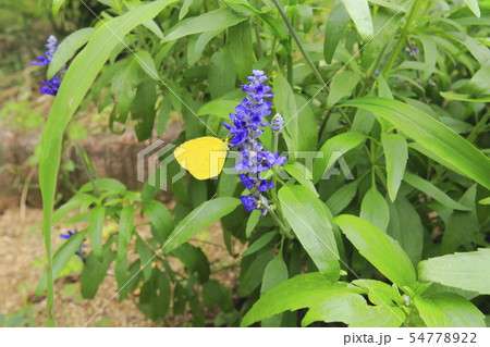 ブルーサルビアの蜜を吸うキチョウの写真素材