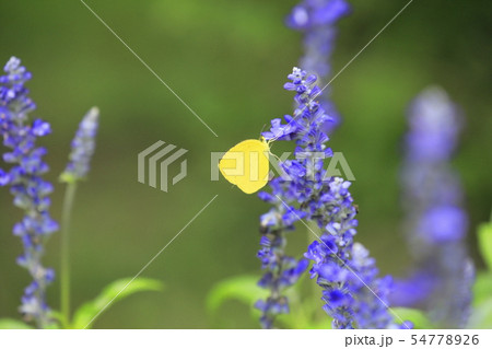 ブルーサルビアの蜜を吸うキチョウ ブルーサルビアの蜜を吸うキチョウ 54778926