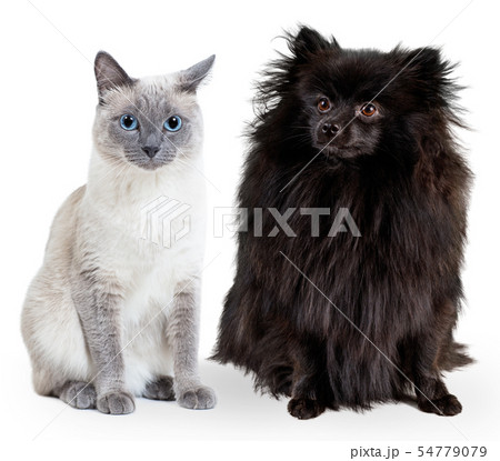 Collage of black German spitz and blue-point thai cat. 54779079