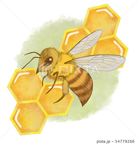ミツバチとハチの巣 背景ありのイラスト素材