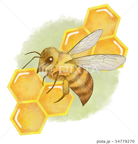 新鮮な蜂 イラスト リアル 美しい花の画像