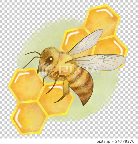ミツバチとハチの巣 水彩風 背景ありのイラスト素材