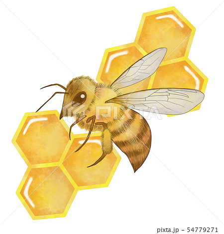 ミツバチとハチの巣 水彩風のイラスト素材 54779271 Pixta