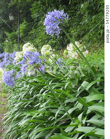 アガパンサスのシーズン 54779295