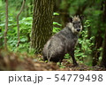 かもしか 54779498