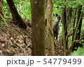 かもしか 54779499