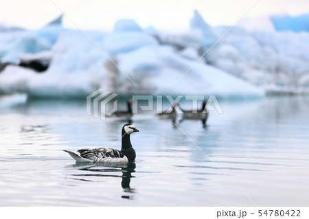 Iceland nature - birds at Jokulsarlon Iceland nature - birds at Jokulsarlon 54780422