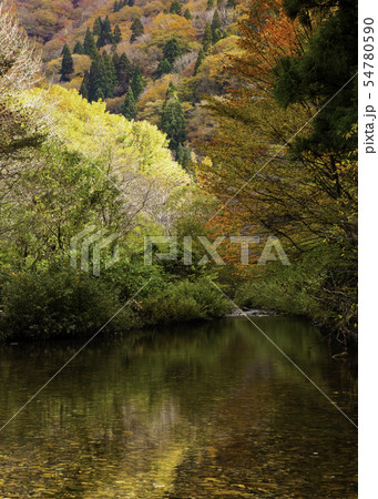 秋の裏匹見峡の山間風景です。川面に紅葉が映っています。 秋の裏匹見峡の山間風景です。川面に紅葉が映っています。 54780590