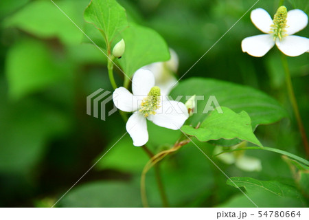 ドクダミの花 ドクダミの花 54780664