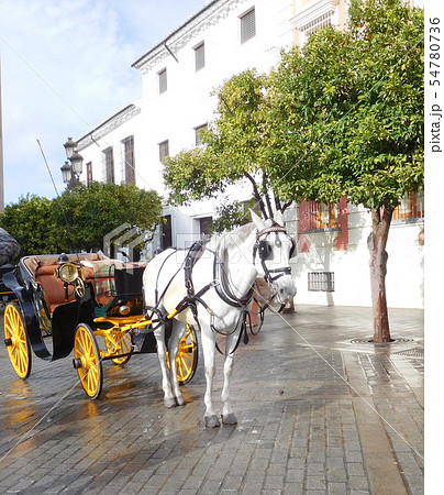 スペイン　セビリア　馬車 54780736