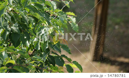 緑 緑色 か 54780781