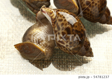 バイ貝 バイ貝 54781237