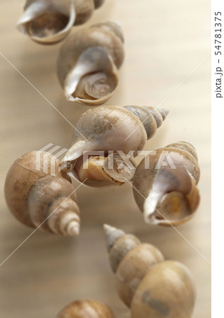 白バイ貝 白バイ貝 54781375