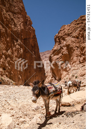 モロッコ トドラ渓谷にて モロッコ トドラ渓谷にて 54781451