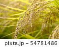 コシヒカリ　稲穂 54781486