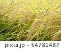 コシヒカリ　稲穂 54781487