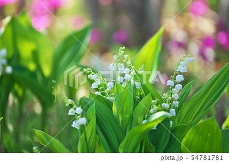 白い小さなスズランの花の写真素材
