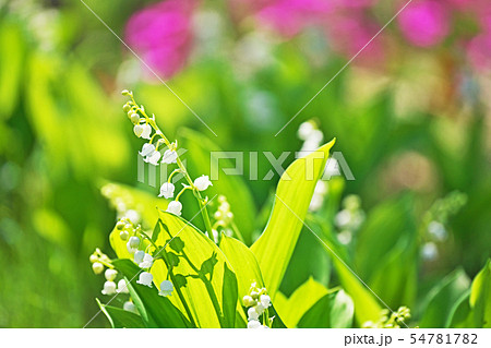 白い小さなスズランの花の写真素材