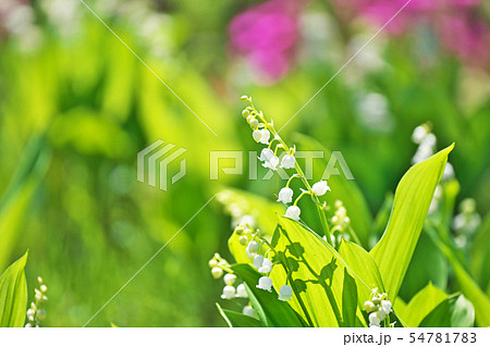 白い小さなスズランの花の写真素材