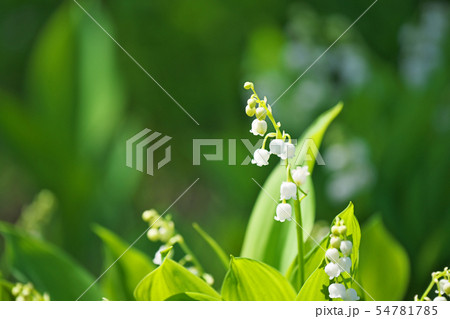 白い小さなスズランの花 54781785