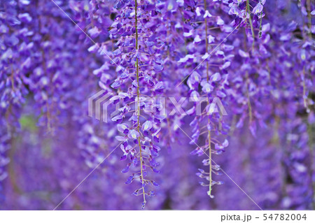 紫のフジの花 54782004