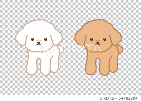 トイプードル トイプードル 54782204