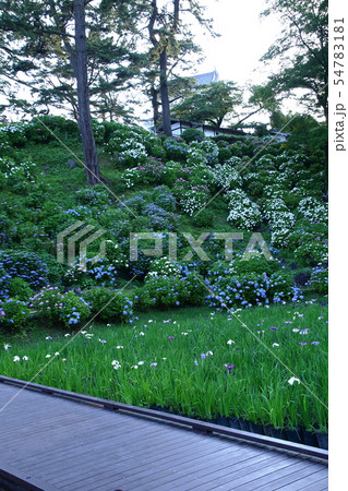小田原城址公園の紫陽花と菖蒲の花 小田原城址公園の紫陽花と菖蒲の花 54783181