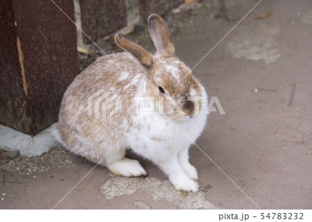 大分県のアフリカンサファリのウサギ（大分県宇佐市） 54783232