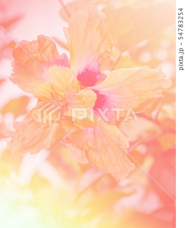 Flower background with a pastel colored 54783254