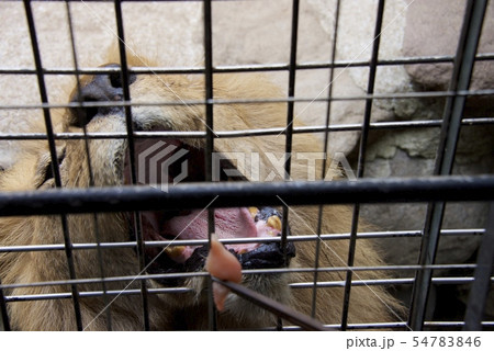大分県のアフリカンサファリのジャングルバスからのライオンへの餌やり(大分県宇佐市) 大分県のアフリカンサファリのジャングルバスからのライオンへの餌やり(大分県宇佐市) 54783846