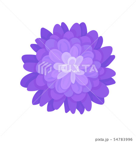 Blue blooming flower with many small petals. Vector illustration on white background. Blue blooming flower with many small petals. Vector illustration on white background. 54783996