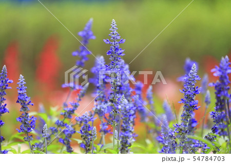 ブルーサルビアの花 ブルーサルビアの花 54784703
