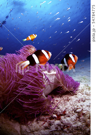 クマノミとイソギンチャク クマノミとイソギンチャク 54784775