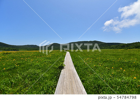 雄国沼のニッコウキスゲ群落と観察木道 54784798