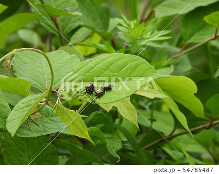 マメコガネ 54785487