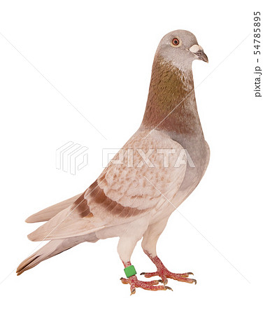 mealy feather of homing pigeon bird isolated white 54785895