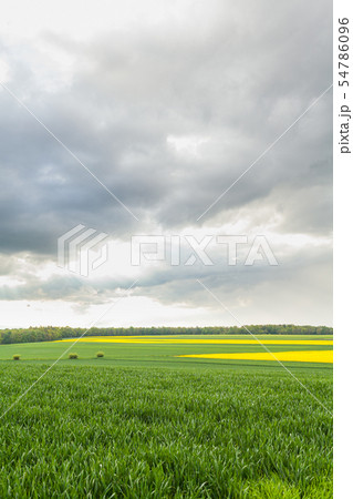 agriculture, wheat field, young wheat agriculture, wheat field, young wheat 54786096