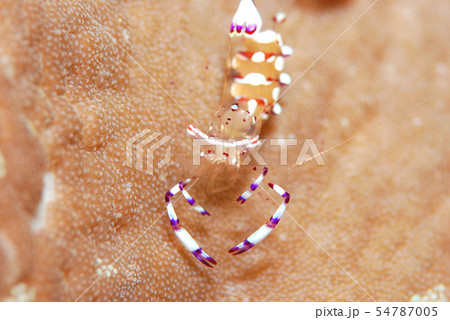 アカホシカクレエビ アカホシカクレエビ 54787005