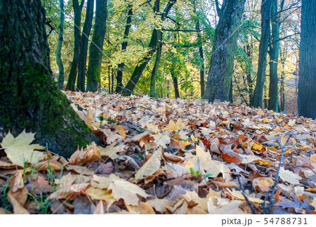fallen leaves in the forest on autumn day fallen leaves in the forest on autumn day 54788731