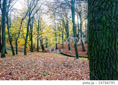 city park in autumn day 54788795