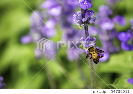 Bee on purple flowers or Lavandula angustifolia. 54789011