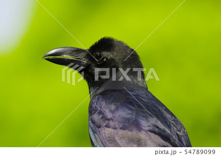 新緑の中のハシブトガラス 54789099