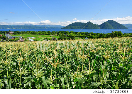 北海道洞爺湖町で洞爺湖湖畔のトウキビ畑の夏の風景を撮影 54789363