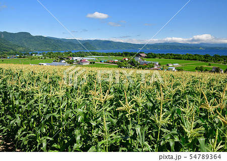 北海道洞爺湖町で洞爺湖湖畔のトウキビ畑の夏の風景を撮影 54789364
