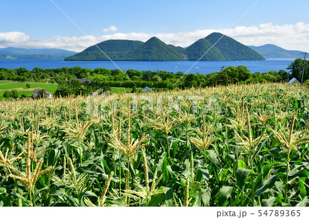 北海道洞爺湖町で洞爺湖湖畔のトウキビ畑の夏の風景を撮影 北海道洞爺湖町で洞爺湖湖畔のトウキビ畑の夏の風景を撮影 54789365