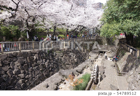 東京都北区の音無親水公園 東京都北区の音無親水公園 54789512