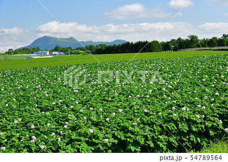 北海道洞爺湖町で花が咲いているジャガイモ畑の夏の風景を撮影 北海道洞爺湖町で花が咲いているジャガイモ畑の夏の風景を撮影 54789564
