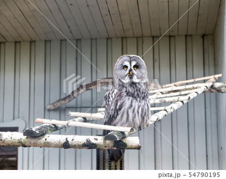 Please allow it to fly. Great grey owl with Please allow it to fly. Great grey owl with 54790195