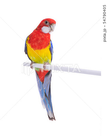 parrot Rosella parrot isolated parrot Rosella parrot isolated 54790405